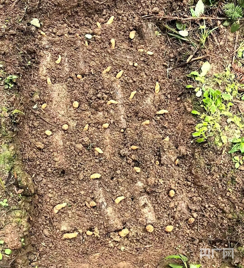 从“凭感觉”到“精准种” 贵州习水洞湾村种出“致富天麻”